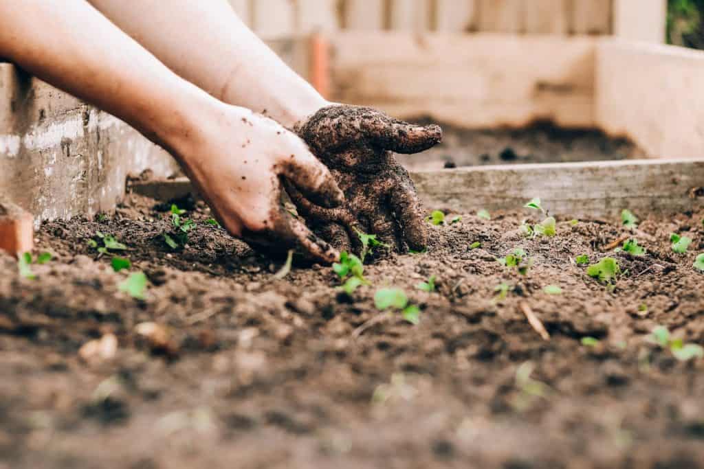 hands covered in soil while gardening