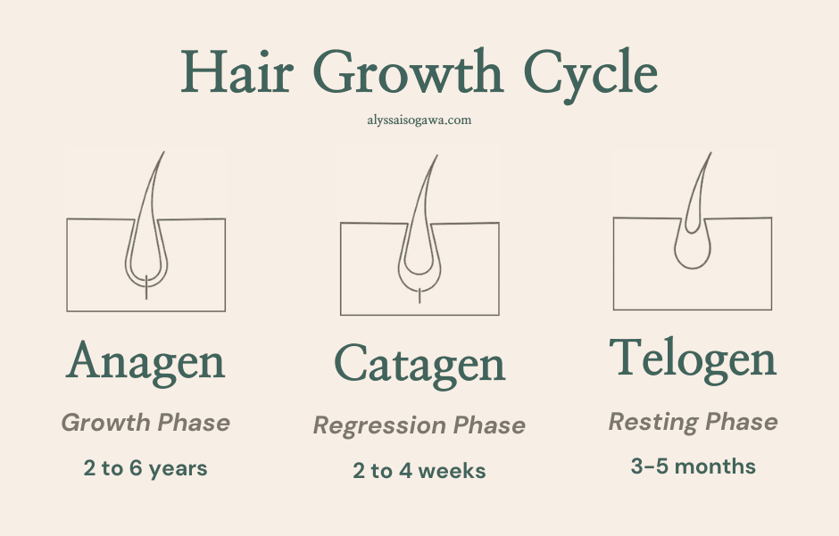 A chart showing the hair growth cycle, important to learn how to grow your hair faster