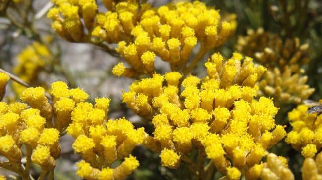 flowers and herbs can be great for hair growth