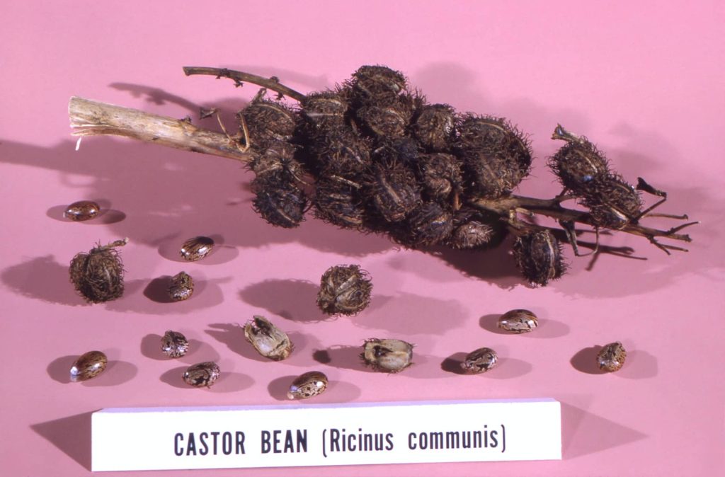 castor oil benefits come from the castor bean seed